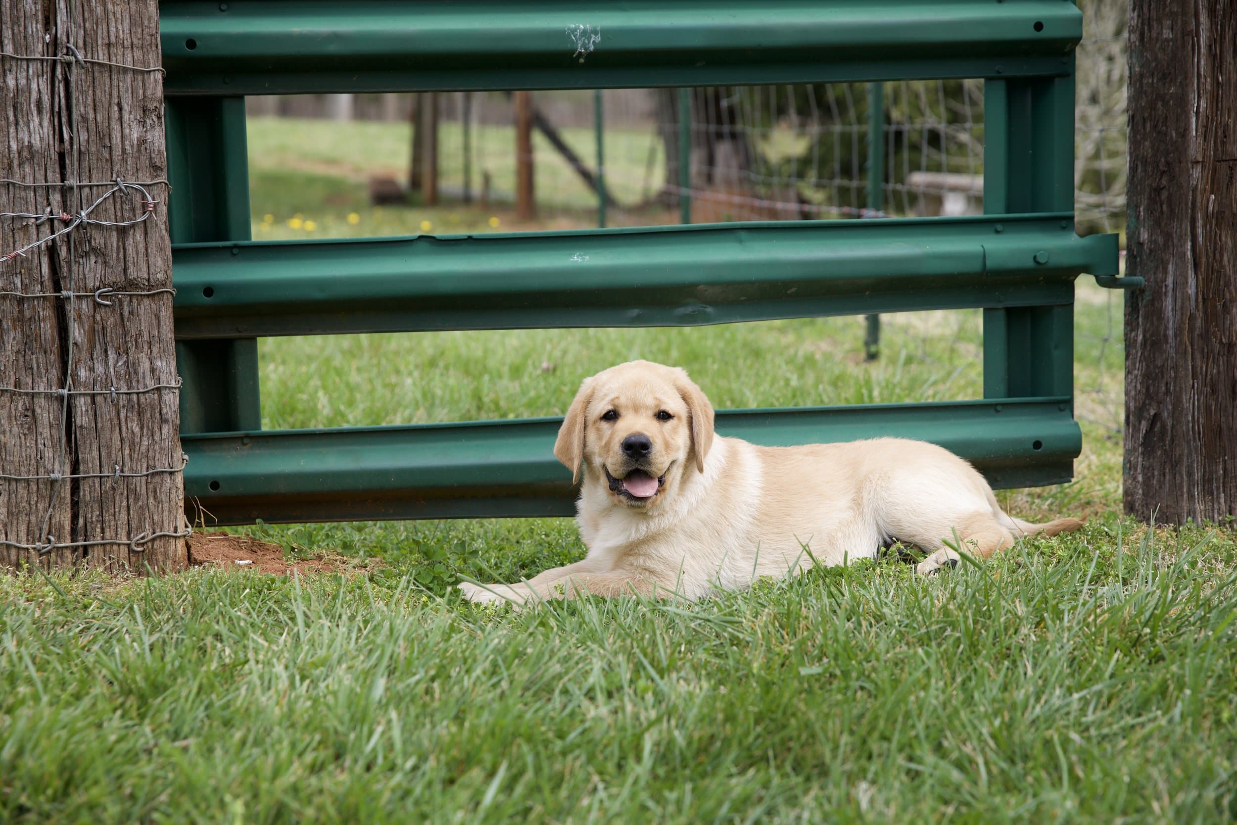 Do Labradors Shed How to Reduce Shedding Moose Mary